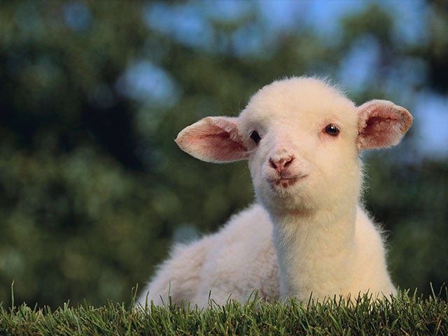 lambs sheep thousand cbn lamb related