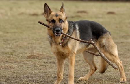 german shepherd fetching a stick