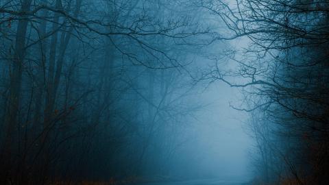 dark and foggy woods with a foreboding feeling