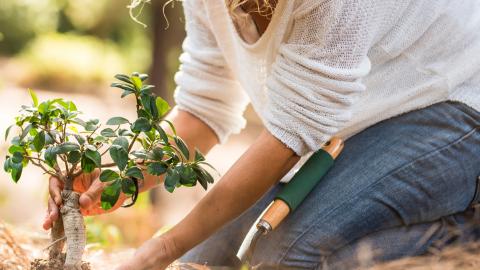 Woman planting a garden 