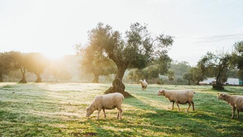 sheep in a meadow