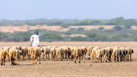 shepherd-sheep-landscape-1200.png